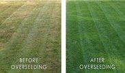 Overseeding before & after