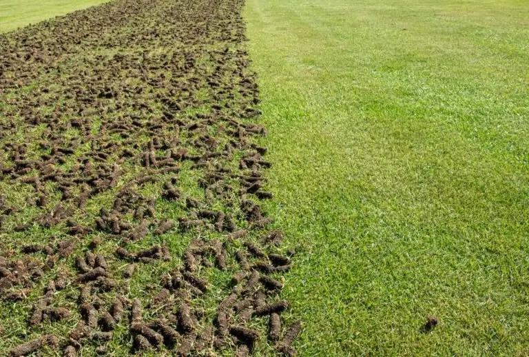 When & How To Aerate A Lawn.The Best Ways Revealed How Does Your