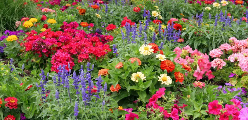 how to plant annuals in the ground
