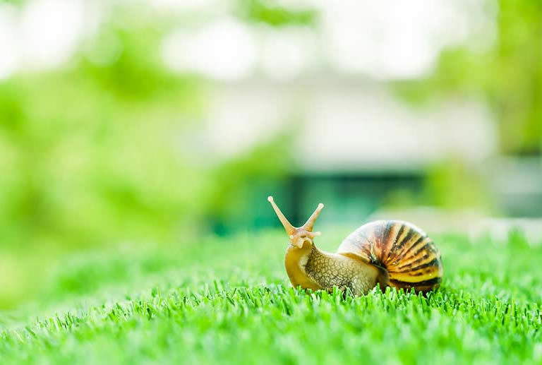 Are Snails Good For Your Garden & Plants? Good vs Bad Snails How Does Your Garden Mow