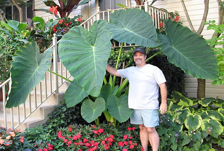 Elephant ear plant care watering
