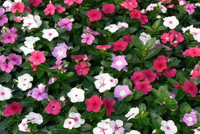 Why Your Periwinkle Won’t Flower & What To Do About It How Does Your