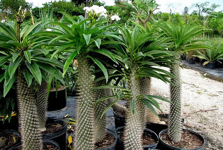 Madagascar Palm in pots