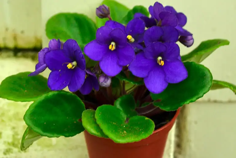 The Ultimate Guide To Caring For African Violet Leaves How Does Your Garden Mow