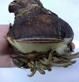 Amaryllis bulb