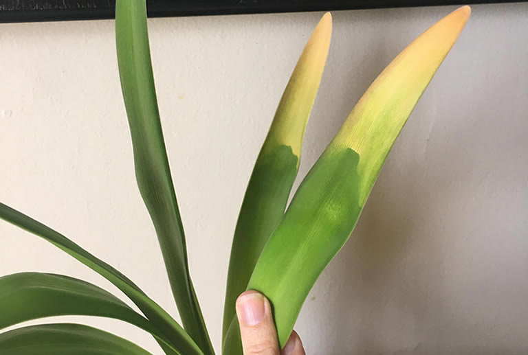 Why Are My Amaryllis Turning Yellow