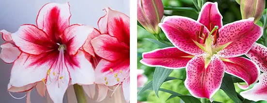 Flowers amaryllis vs lily