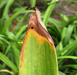 Yellow tip burn on amaryllis leaf