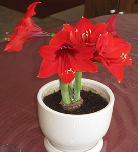 amaryllis with flowers but no leaves