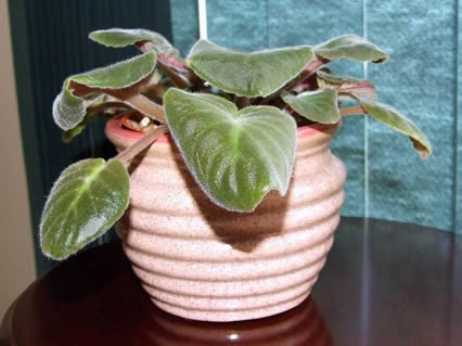 fuzzy african violet leaves