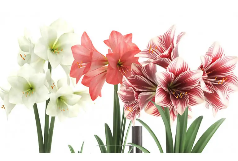 How Long Amaryllis Flowers Last On The Plant & When Cut How Does Your