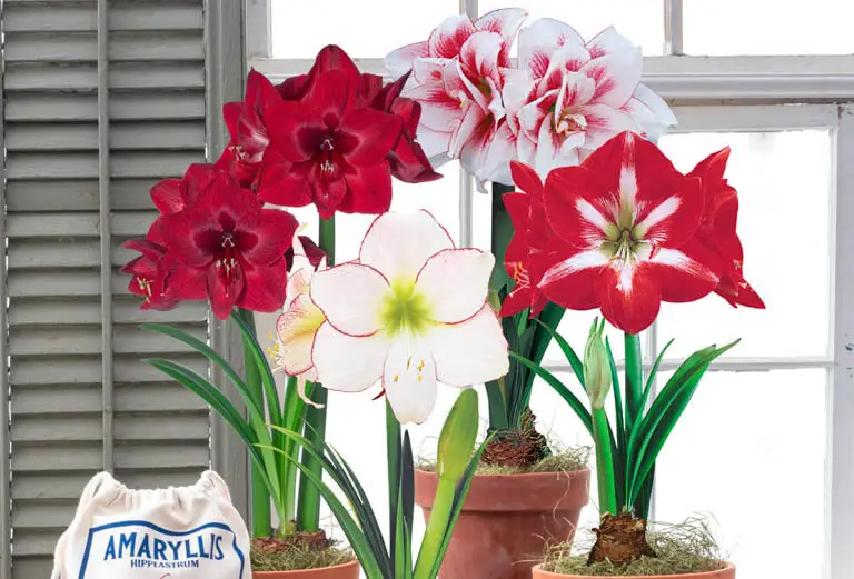 how long does it take to force an amaryllis bulb