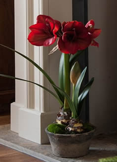 indoor potted amaryllis UK