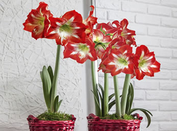 Christmas Magic amaryllis