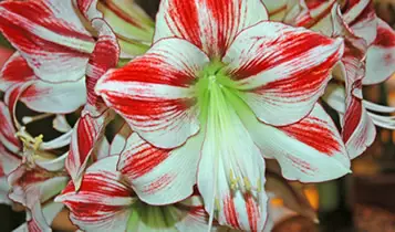 Christmas star amaryllis