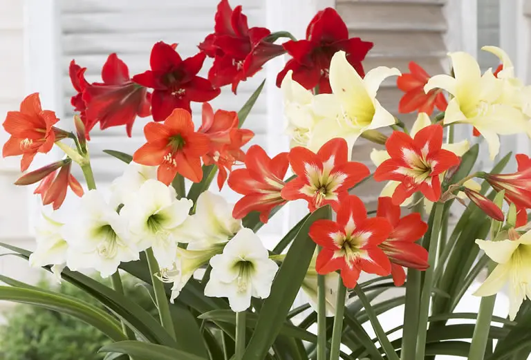 how to keep an amaryllis after flowering uk