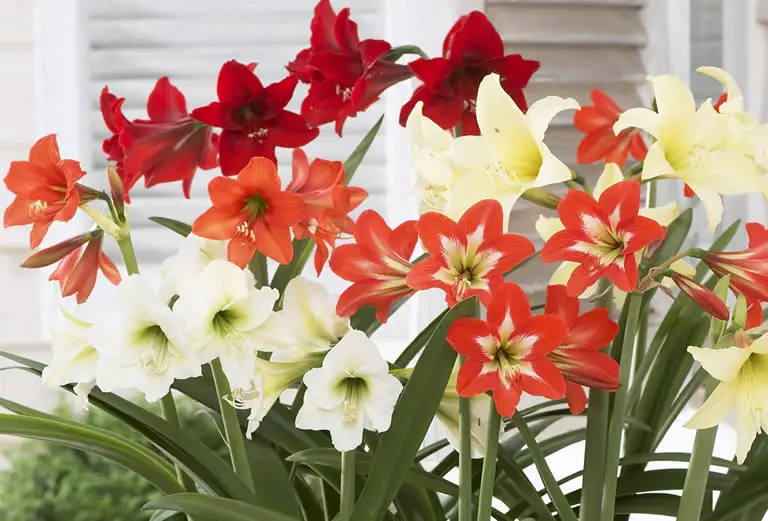 A Complete Guide To Hardy Amaryllis & Its Tolerances How Does Your