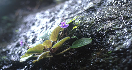 African violet growing in native environment