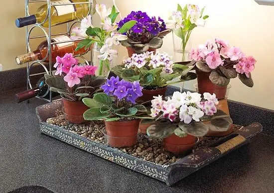 African violet houseplants growing in indirect sunlight