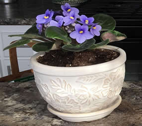African violets in ceramic pot