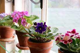 African violets in pots