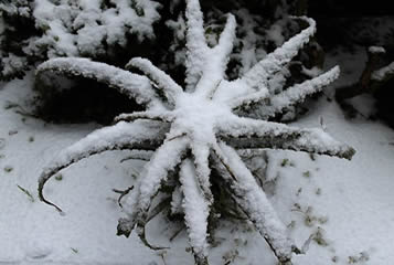 Aloe plant covered with frost