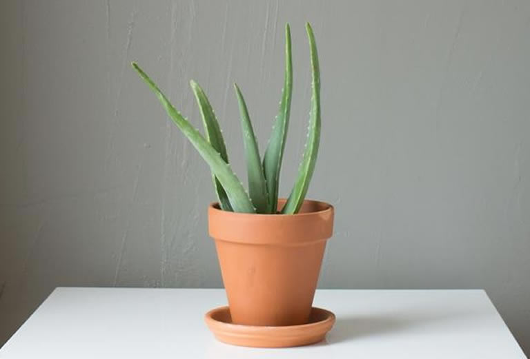 Aloe plant growing in pot