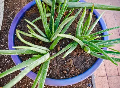 Aloe plant in dry soil