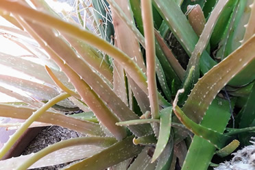 Why Is My Aloe Plant Brown? Causes And Fixes