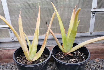 Aloe plant leaves turning yellow