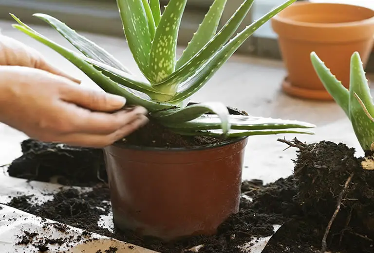 Aloe Plant Soil &amp; Pot Guide How Does Your Garden Mow