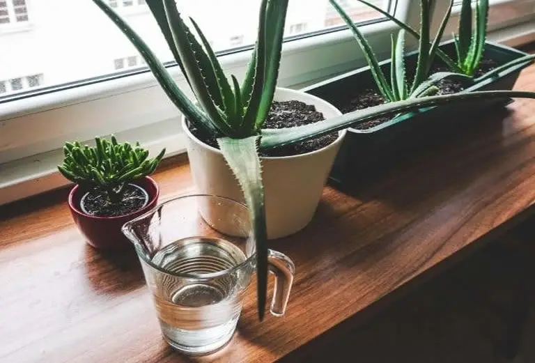 Aloe plants and water