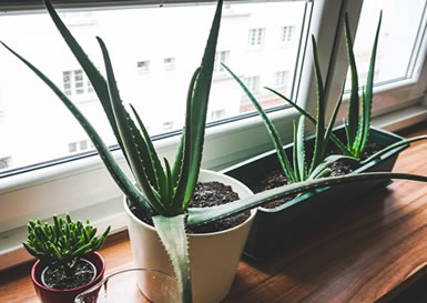 Aloe plants by window in direct sunlight