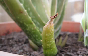 Brown leaf tips of aloe plant