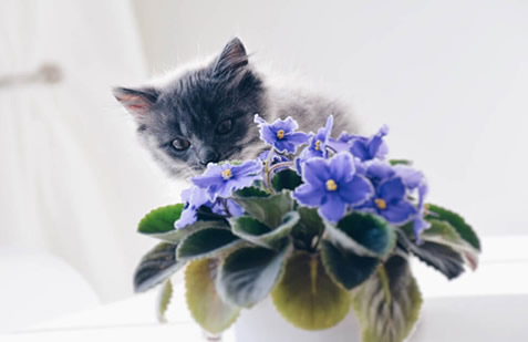Curious cat investigating african violet