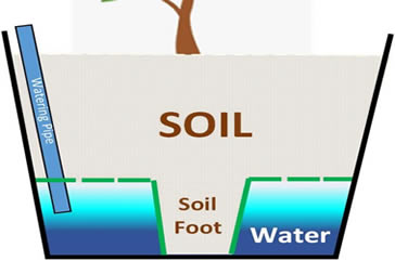 How a self watering pot works for aloe plant