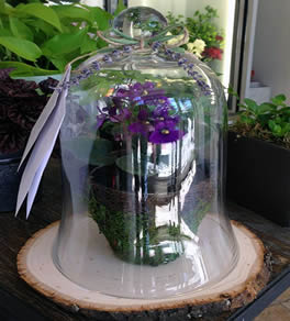 Newly repotted african violet under glass dome