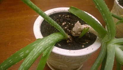 Overwatered aloe plant
