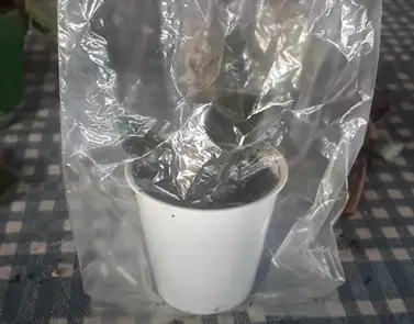 Plastic bag over new african violet seedling