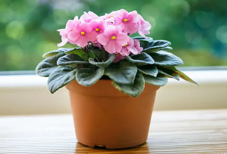 How To Make African Violets Bloom (And Keep Them Blooming) How Does