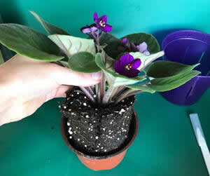 Removing african violet from pot