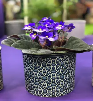 Self-watering pot with african violet
