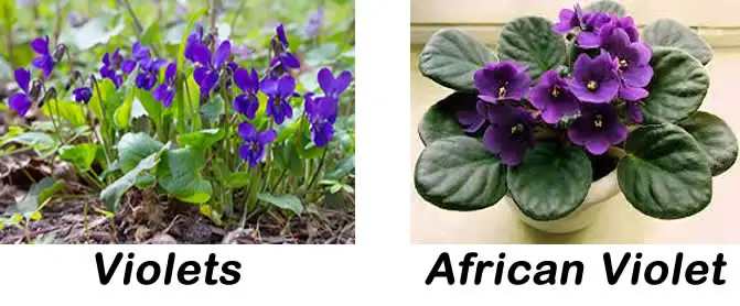 Violets vs African Violets