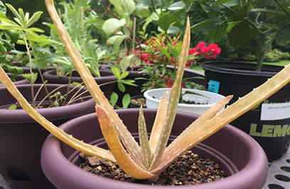 White leaves on aloe plant
