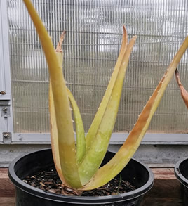 underwatered aloe plant