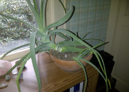 Aloe plant leaning towards the light