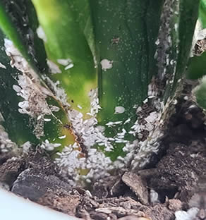 Mealy bugs on snake plant