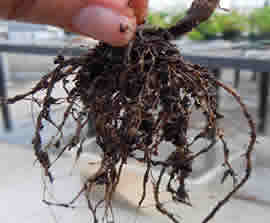 Root root