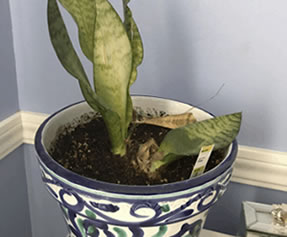Snake plant that is dying