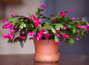 Christmas Cactus Watering Guide. 9 Essential Tips